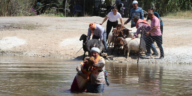 Sudan Koyun Geçirme Yarışması'nda renkli görüntüler