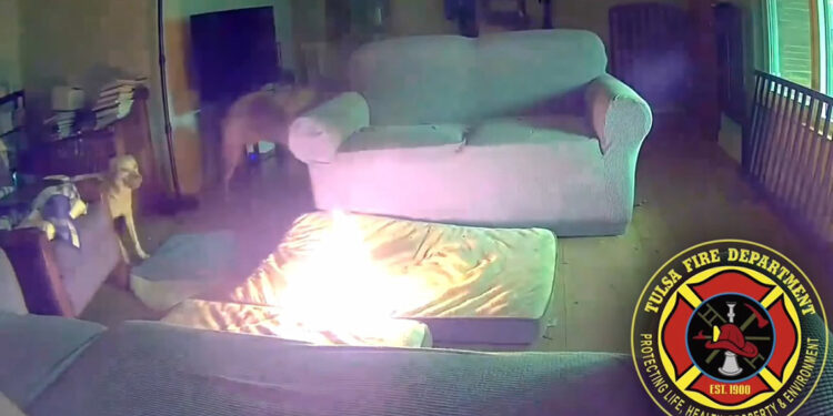 ABD'de bir köpek bataryayı ısırırken yangın çıkardı