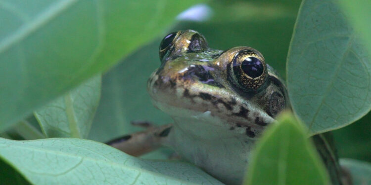 ABD’de nesli tükenmekte olan ‘leopar kurbağalar’ doğaya bırakıldı