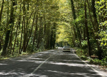 'Ağaç tünel yol' hayran bırakıyor