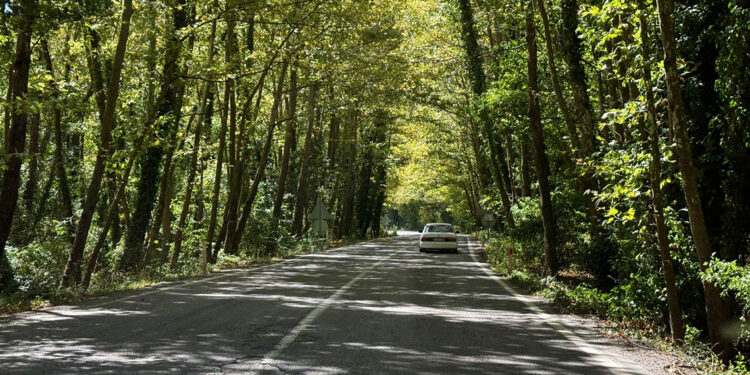 'Ağaç tünel yol' hayran bırakıyor