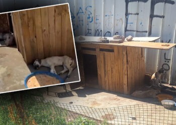 Ankara'da 5 köpek ölü bulundu; zehirlendikleri iddia edildi
