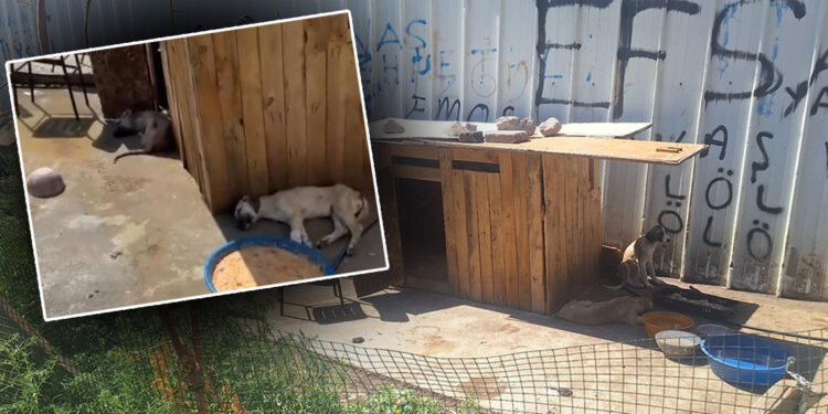 Ankara'da 5 köpek ölü bulundu; zehirlendikleri iddia edildi