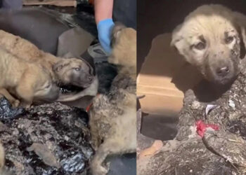 Asfalt ziftine yapışan 10 yavru köpekten 5'i hayata tutundu