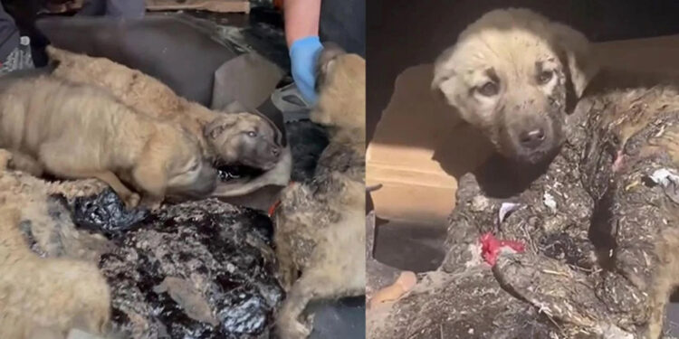 Asfalt ziftine yapışan 10 yavru köpekten 5'i hayata tutundu