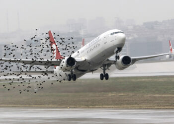 Atatürk Havalimanı'nda kuş engeli: Pilot; 'Pist şu an full kuş'