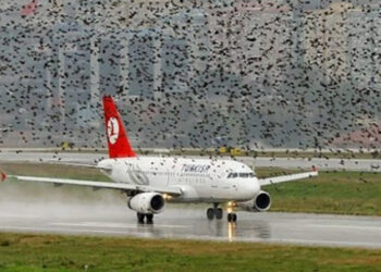 Atatürk Havalimanı'nda pilotların kuş sürüleriyle mücadelesi