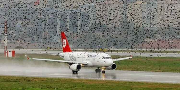 Atatürk Havalimanı'nda pilotların kuş sürüleriyle mücadelesi