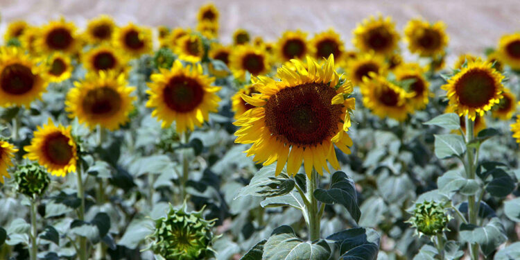 Ayçiçeğinde ön alım fiyatı, ton başına 20 bin lira olarak açıklandı