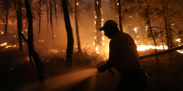 Aydın'daki orman yangınında 2'nci gün