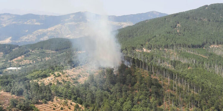 Aydın'ın Kuyucak ilçesinde orman yangını