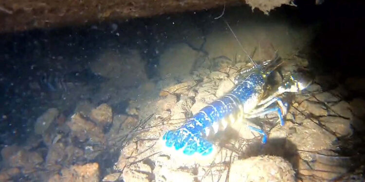 Ayvalık'ta 'mavi ıstakoz' görüntülendi