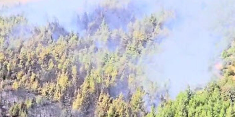 Bergama'daki orman yangını kontrol altında