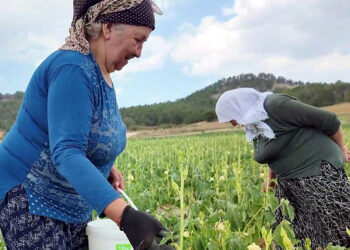 Bolu'da 'Kendin topla, ucuz al' kampanyası