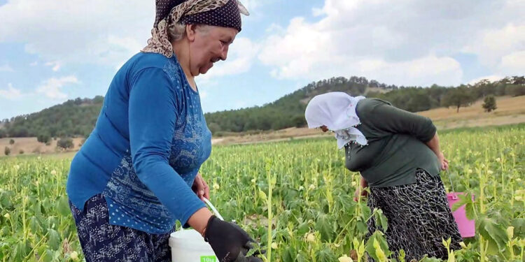 Bolu'da 'Kendin topla, ucuz al' kampanyası
