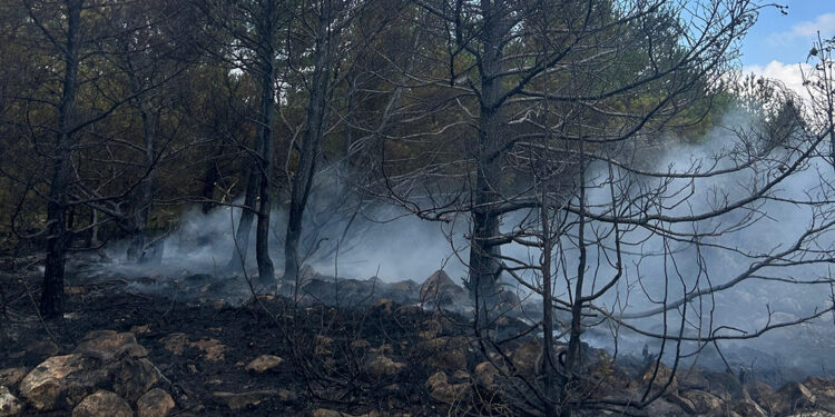 Bolu'da orman yangını 3 saatte kontrol altına alındı