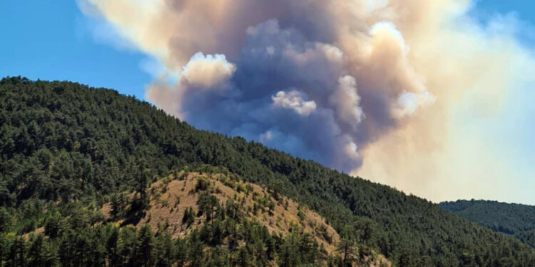 Bolu'nun Göynük ilçesinde orman yangını