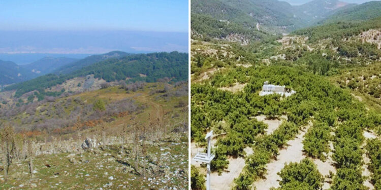 Bozuk orman arazisini, ceviz ormanına dönüştürdü