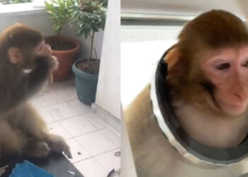 Buse'yi bacağından ısıran maymun, 3 gündür aranıyor