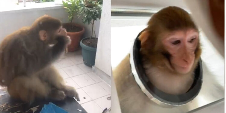 Buse'yi bacağından ısıran maymun, 3 gündür aranıyor