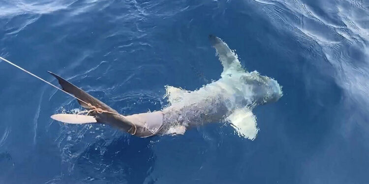 Çanakkale'de avlanması yasak mako cinsi köpek balığı bulundu