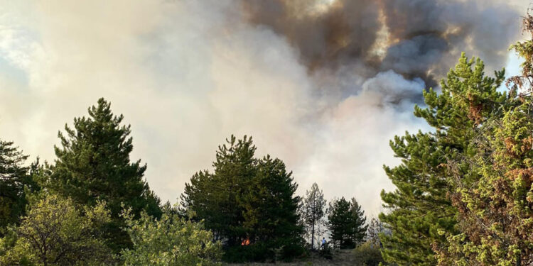 Çankırı'da orman yangını