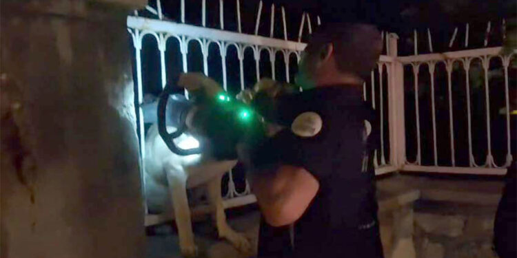 Demir parmaklıklara başı sıkışan köpek kurtarıldı