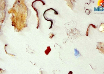 Deniz kaplumbağasının dışkısında 27 plastik atık