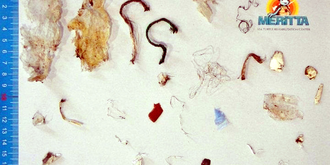 Deniz kaplumbağasının dışkısında 27 plastik atık