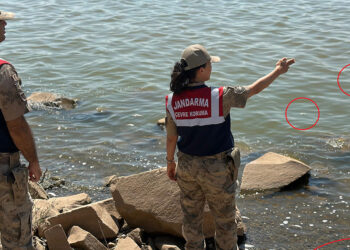 Devegeçidi Baraj’ında ‘Asya sazanı’ ölümü