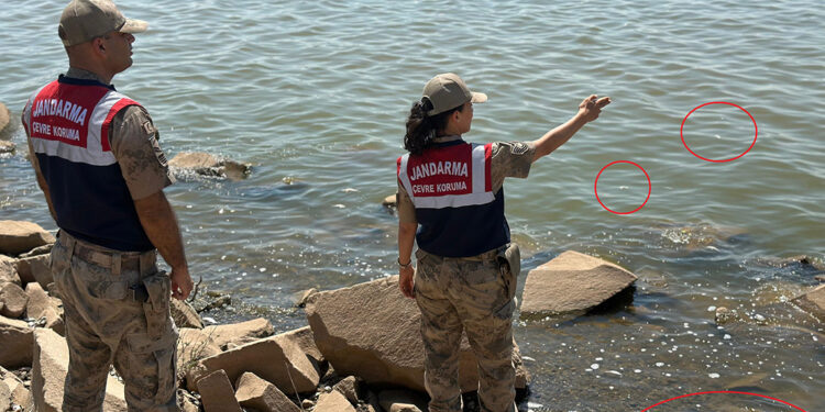 Devegeçidi Baraj’ında ‘Asya sazanı’ ölümü