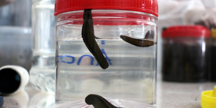 Doğadan toplanan sülüklerin hastalık bulaştırma riski var