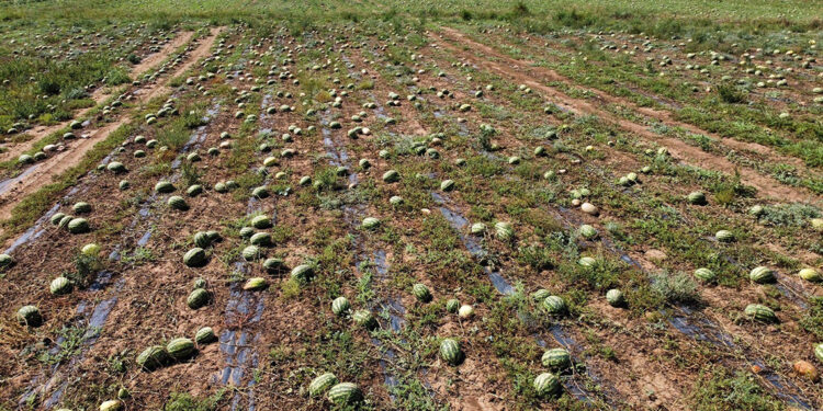 Dolunun zarar verdiği 700 dönüm karpuz tarlada kaldı