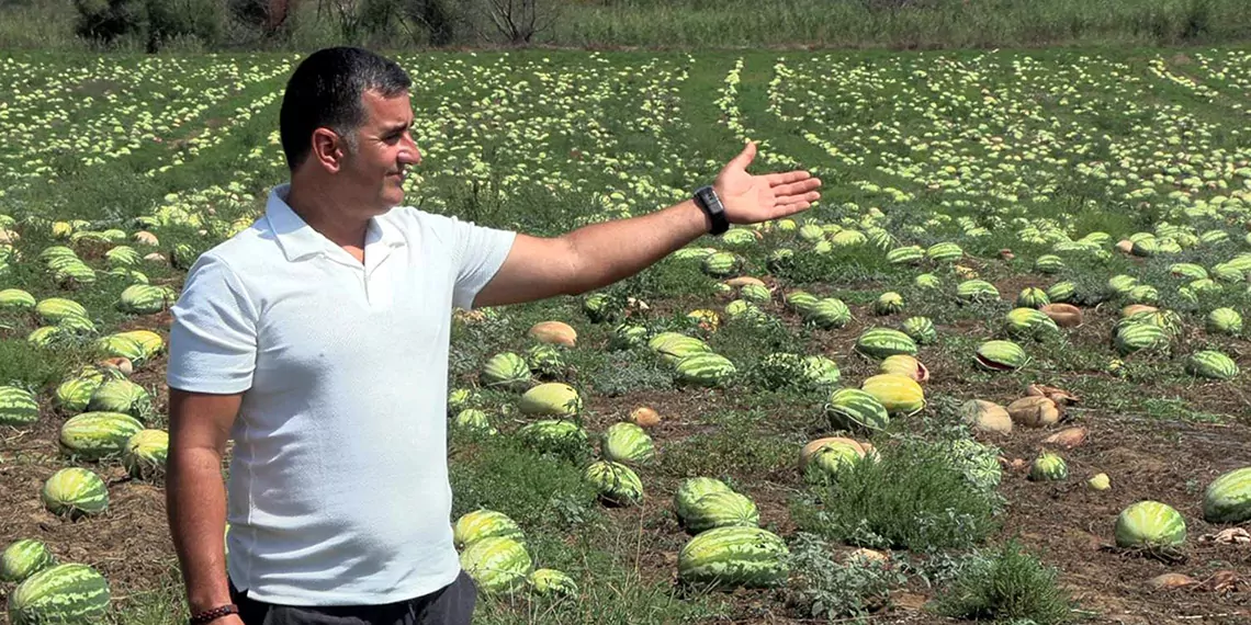 Dolunun zarar verdiği 700 dönüm karpuz tarlada kaldı