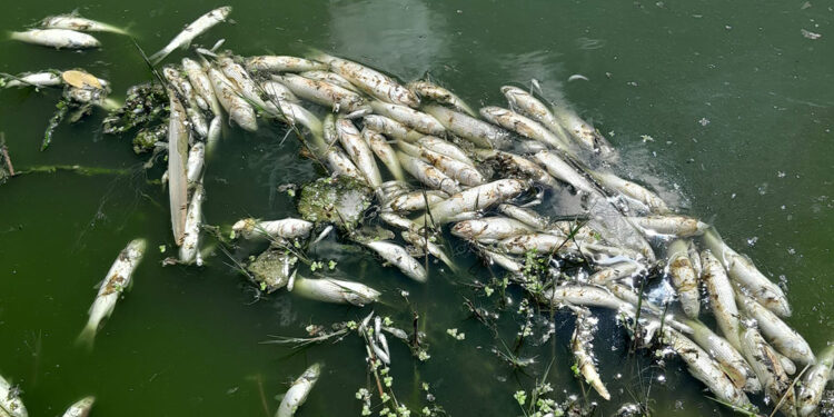 Edirne'de derede balık ölümleri