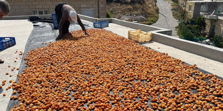 'Ekolojik tarım' yapılan köyde 160 ton erik kurutuluyor
