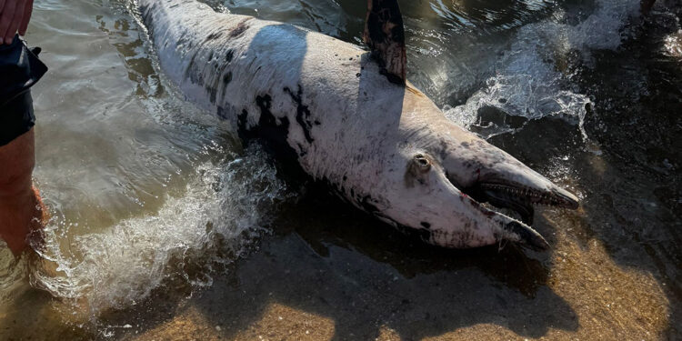 Erikli köyü sahilinde ölü yunus bulundu