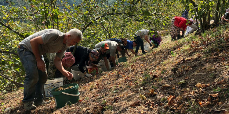 Fındık üreticisinden maliyeti düşürmek için imece usulü hasat