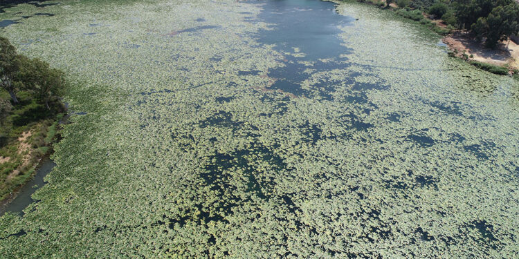 Gölbaşı Gölü nilüferler nedeniyle yeşile büründü