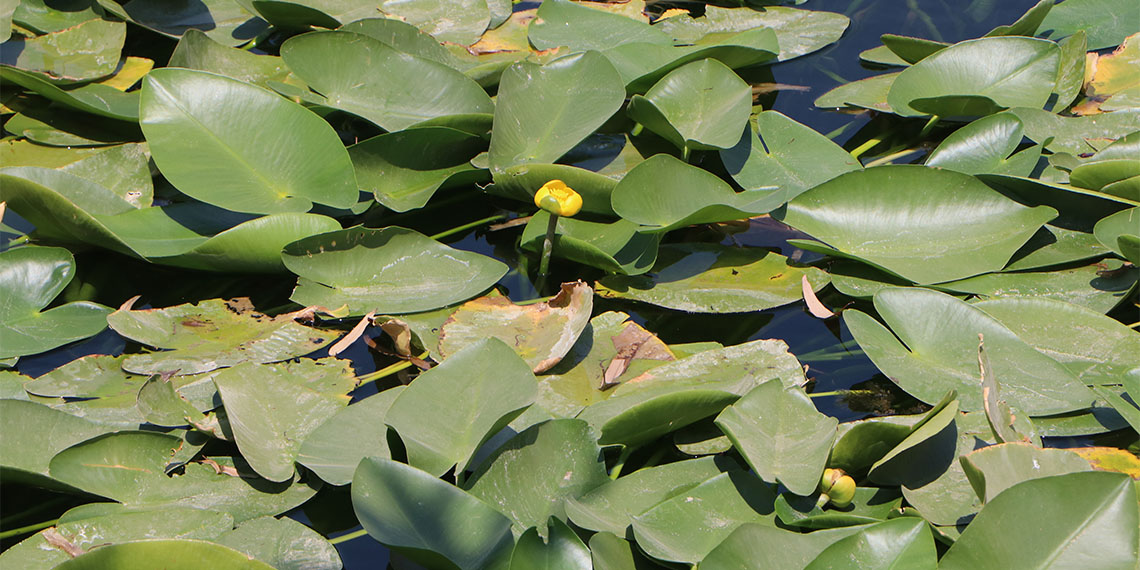 Hatay'ın Kırıkhan ilçesindeki Gölbaşı Gölü nilüferler nedeniyle yeşile büründü. Bazı çocuklar, gölü adeta 'işgal eden' ve yeşile boyayan nilüferlerin arasında serinlemek için yüzüyor.