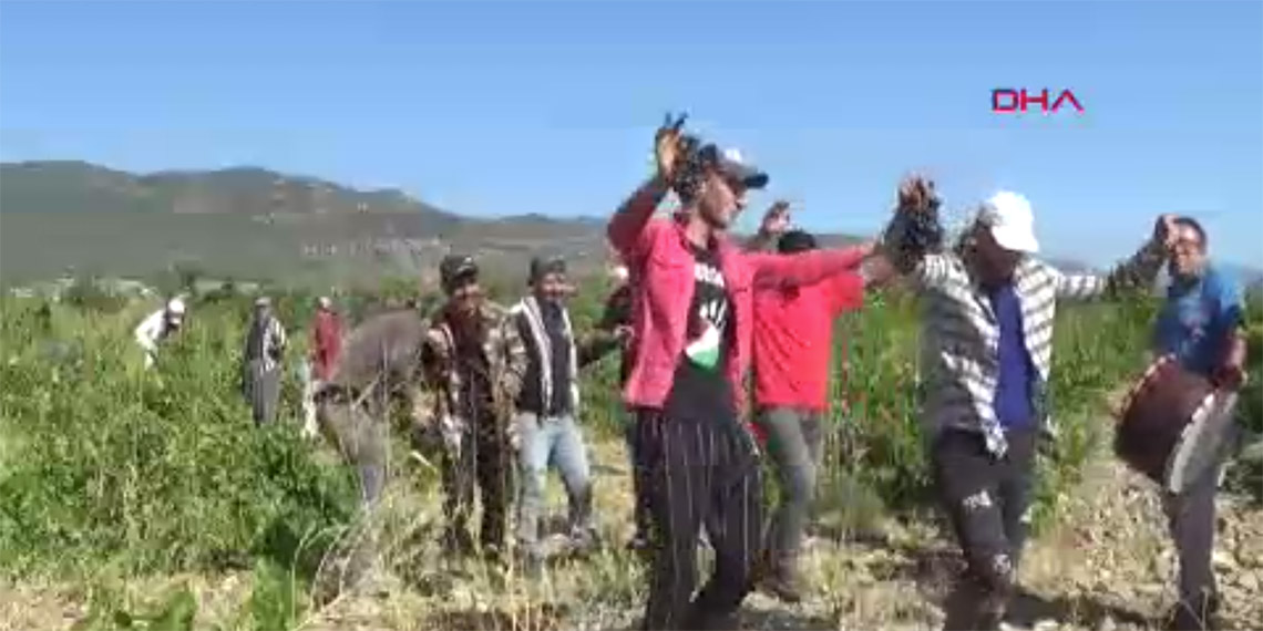 Gaziantep’te halay çekerek üzüm hasadı başlattılar