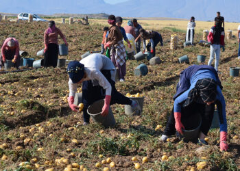 Geçen yıl tarlada 10 TL olan patatesin fiyatı bu yıl 5 TL'ye düştü