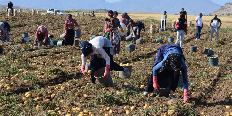 Geçen yıl tarlada 10 TL olan patatesin fiyatı bu yıl 5 TL'ye düştü 