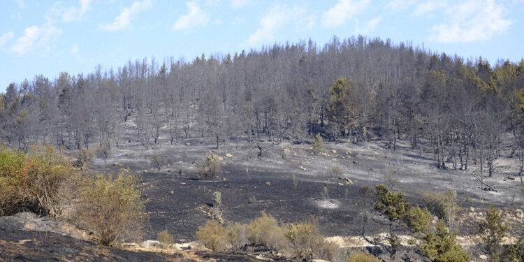 Gerede'deki orman yangını kontrol altına alındı