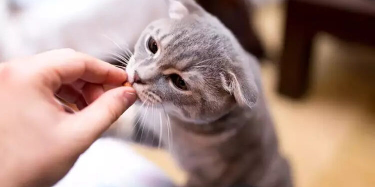 Hayvan sahipleri dikkat! Petshop ve internetten alınan ilaçlar ölüme götürebilir