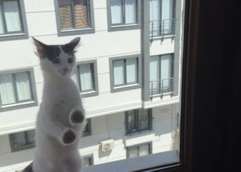 3. kattaki dairenin penceresinde mahsur kalan kedi kurtarıldı