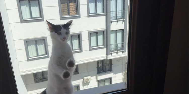 3. kattaki dairenin penceresinde mahsur kalan kedi kurtarıldı