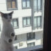3. kattaki dairenin penceresinde mahsur kalan kedi kurtarıldı