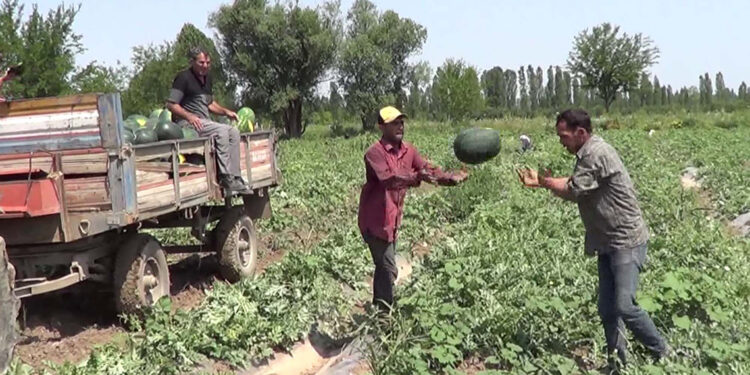 Iğdırlı üretici, bir sezonda 4 kez karpuz hasadı yaptı