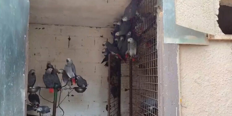 İstanbul Havalimanı'nda 309 Jako türü papağana el koyuldu